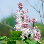  Syringa vulgaris 'Beauty of Moscow'