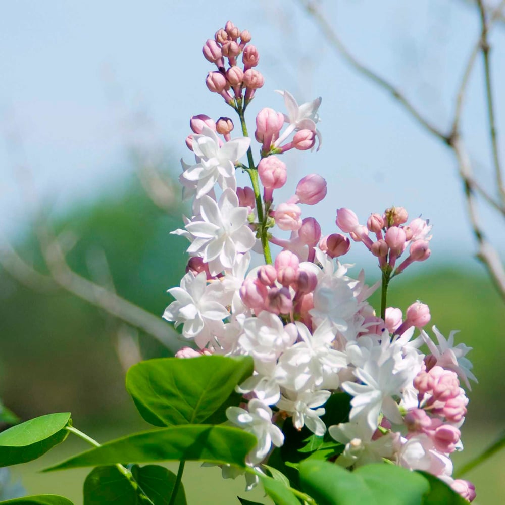 Syringa vulgaris 'Beauty of Moscow'