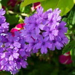  Verbena EnduraScape™ Blue