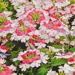  Verbena Lanai® Twister™ Pink