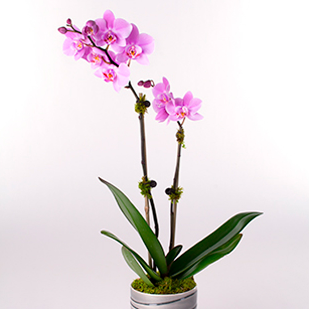 Months of Easy-Care Moth Orchids