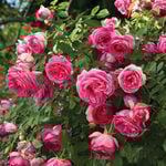  Rose Eden Climber® Pretty in Pink