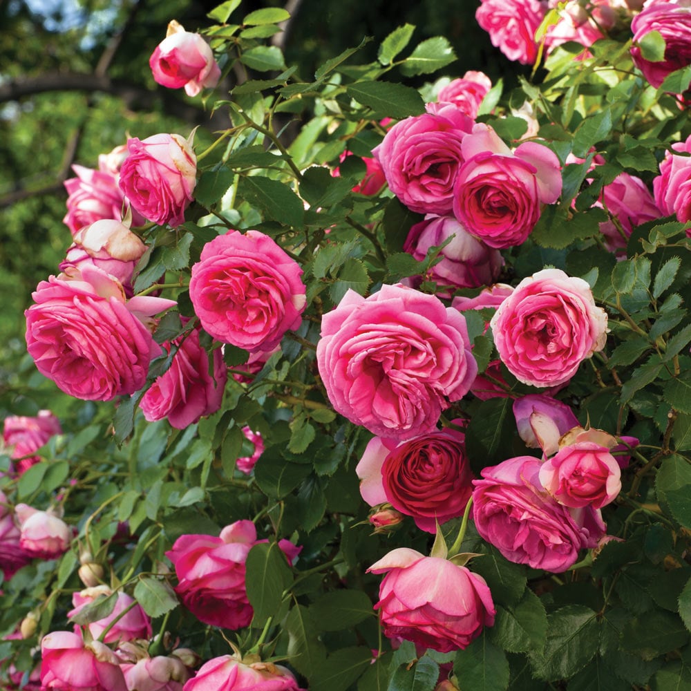 Rose Eden Climber® Pretty in Pink