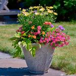  Rainbow Sparkler Container Garden