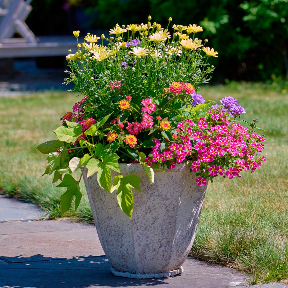 Rainbow Sparkler Container Garden