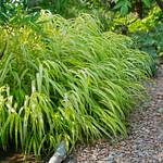 Ornamental Grass: Hakonechloa macra 'Aureola'