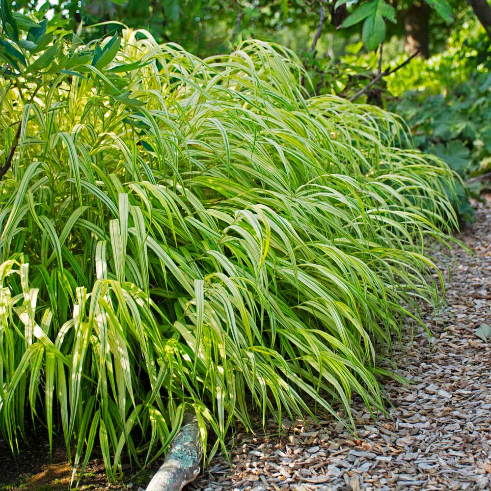 Ornamental Grass: Hakonechloa macra 'Aureola'