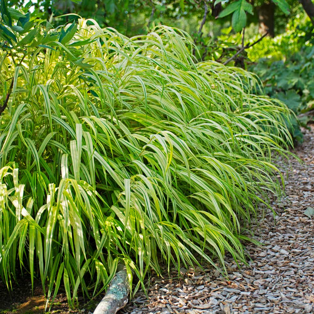 Hakonechloa macra 'Aureola'