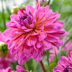 Dahlias