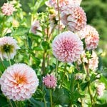 Small Dahlias: 4-6