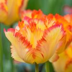 Zone 8 Bulbs