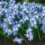 Chionodoxa