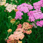 Achillea