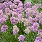 Perennial Allium