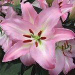 Oriental & Orienpet Lilies
