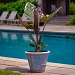  Alocasia 'Metalhead'
