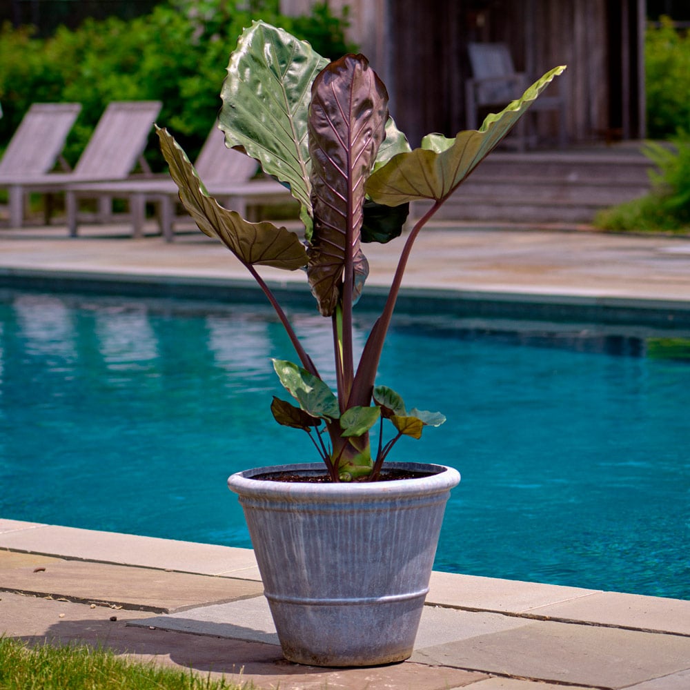 Alocasia 'Metalhead'