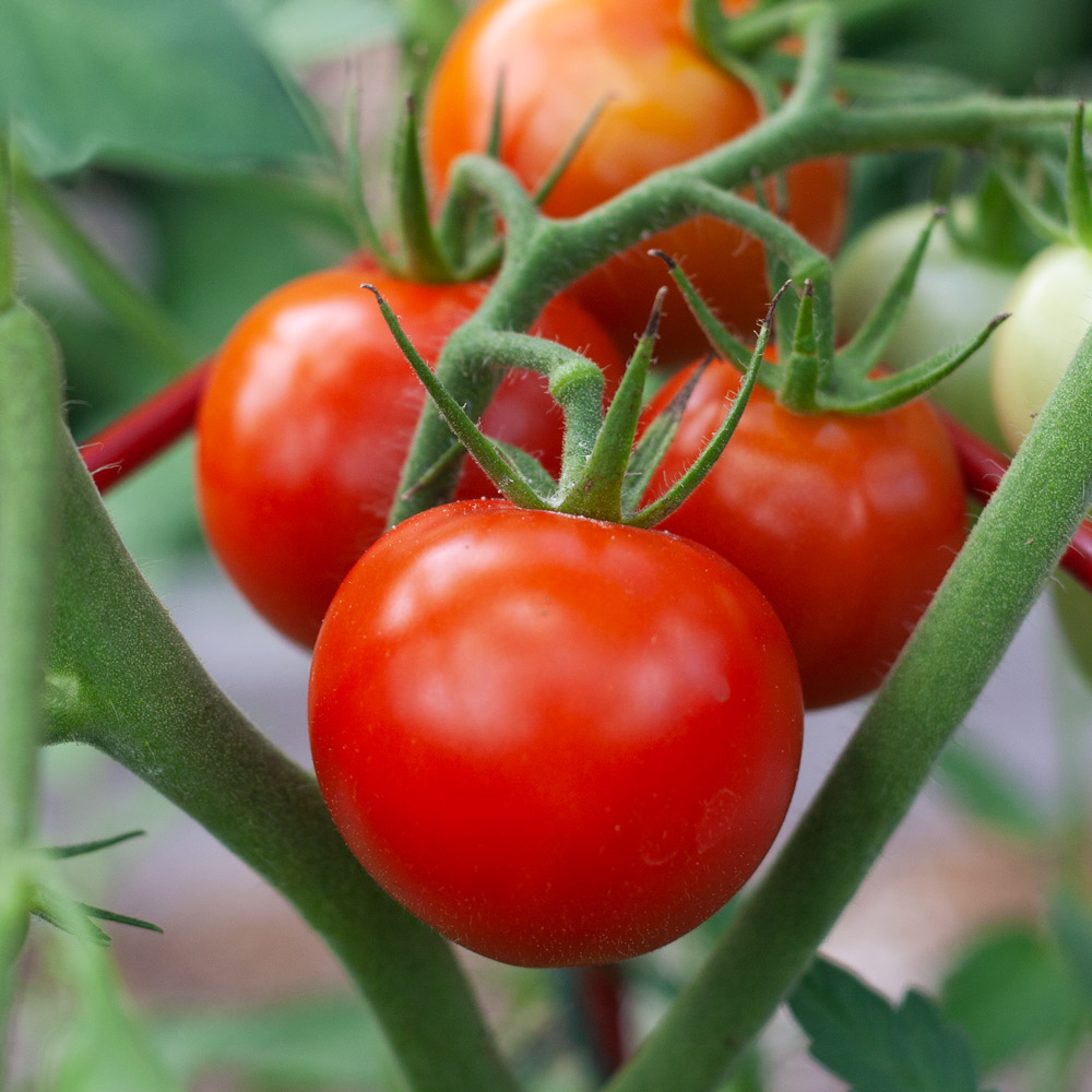 Midseason Tomatoes