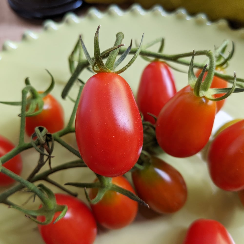 Tomato 'Five Star Grape'