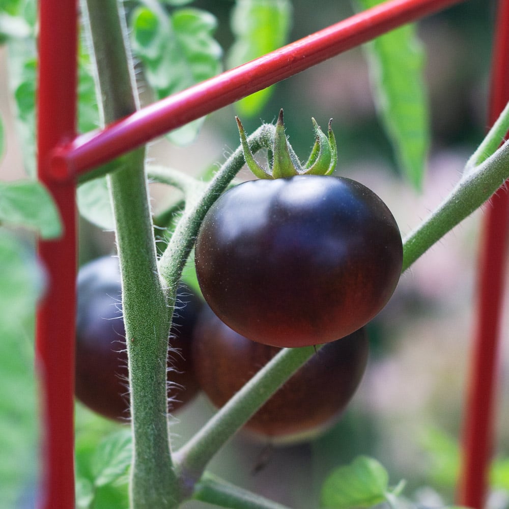 Indigo™ Blue Berries Tomato Seed