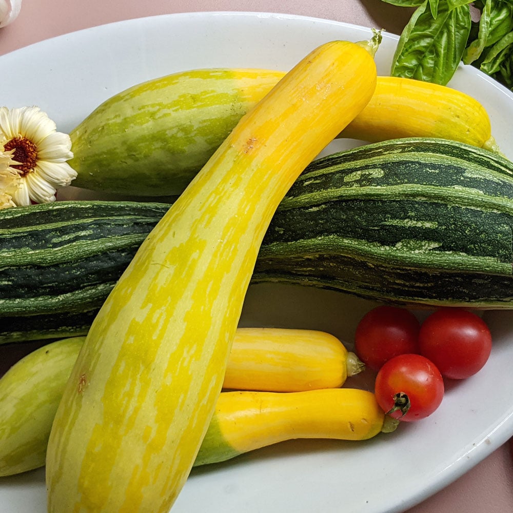 Squash 'Zephyr,' Summer Yellow