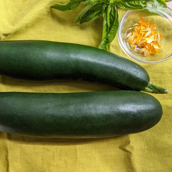 Squash 'Noche' White Flower Farm