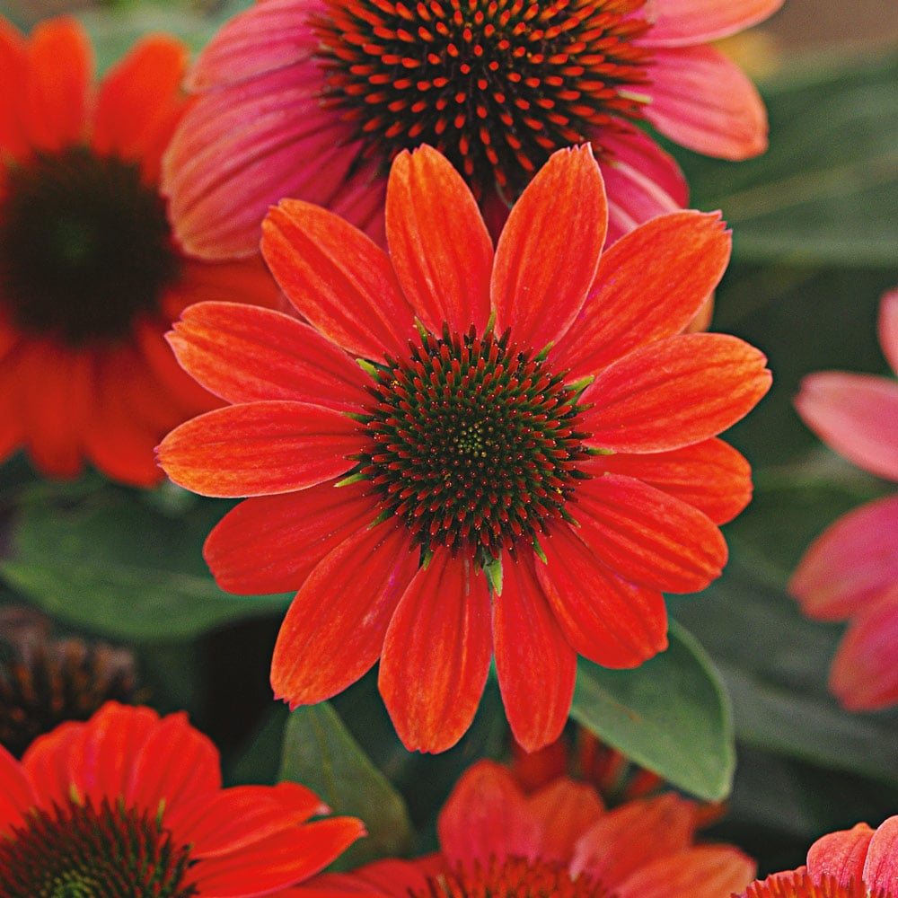 Echinacea Sombrero® Hot Coral