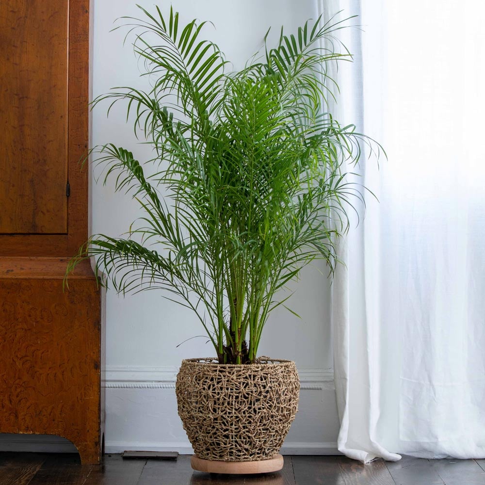 Pygmy Date Palm