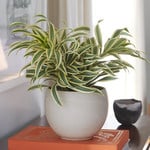  Dracaena 'Song of India'