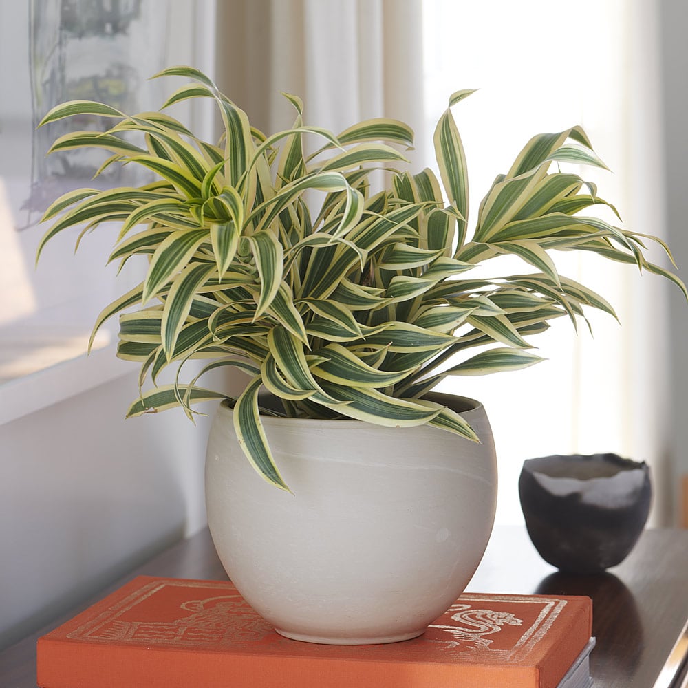 Dracaena 'Song of India'