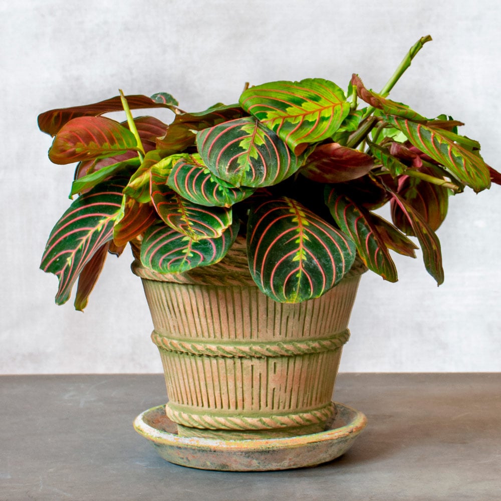 Prayer shop plant flower