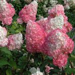 Zone 6 Shrubs & Vines