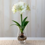  Amaryllis 'Polar Belle'