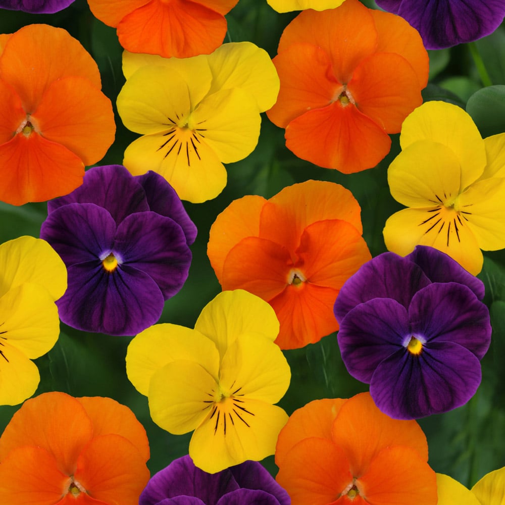 Viola cornuta Sorbet® XP Harvest Mixture