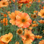  Geum 'Totally Tangerine'