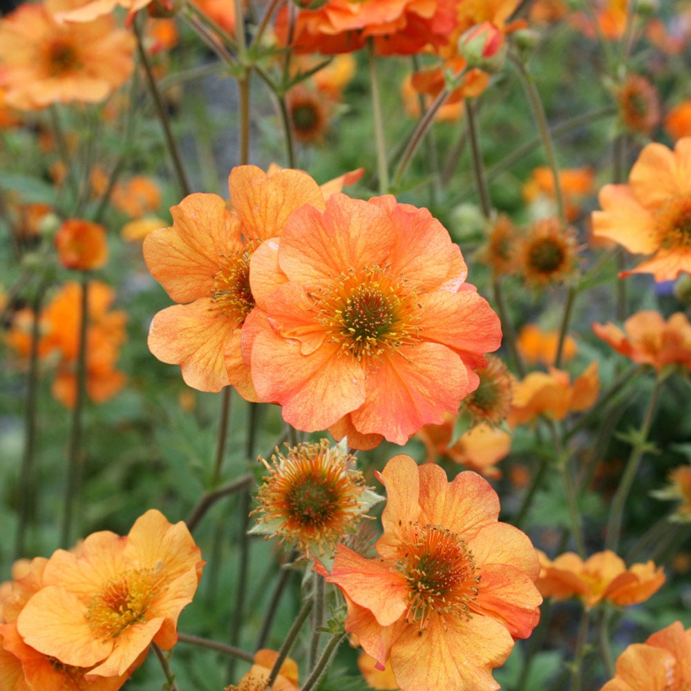 Geum 'Totally Tangerine'