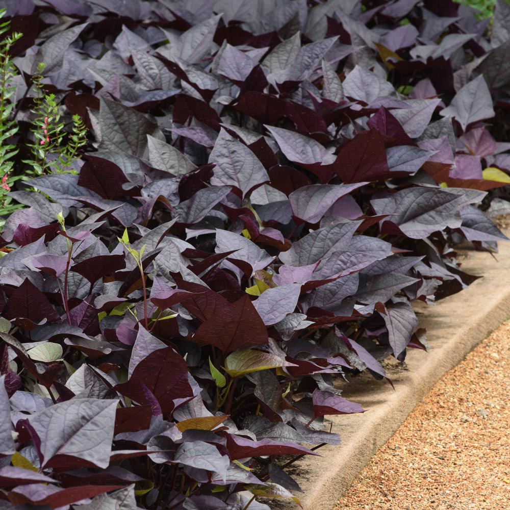 Ipomoea batatas SolarPower™ Black Heart White Flower Farm