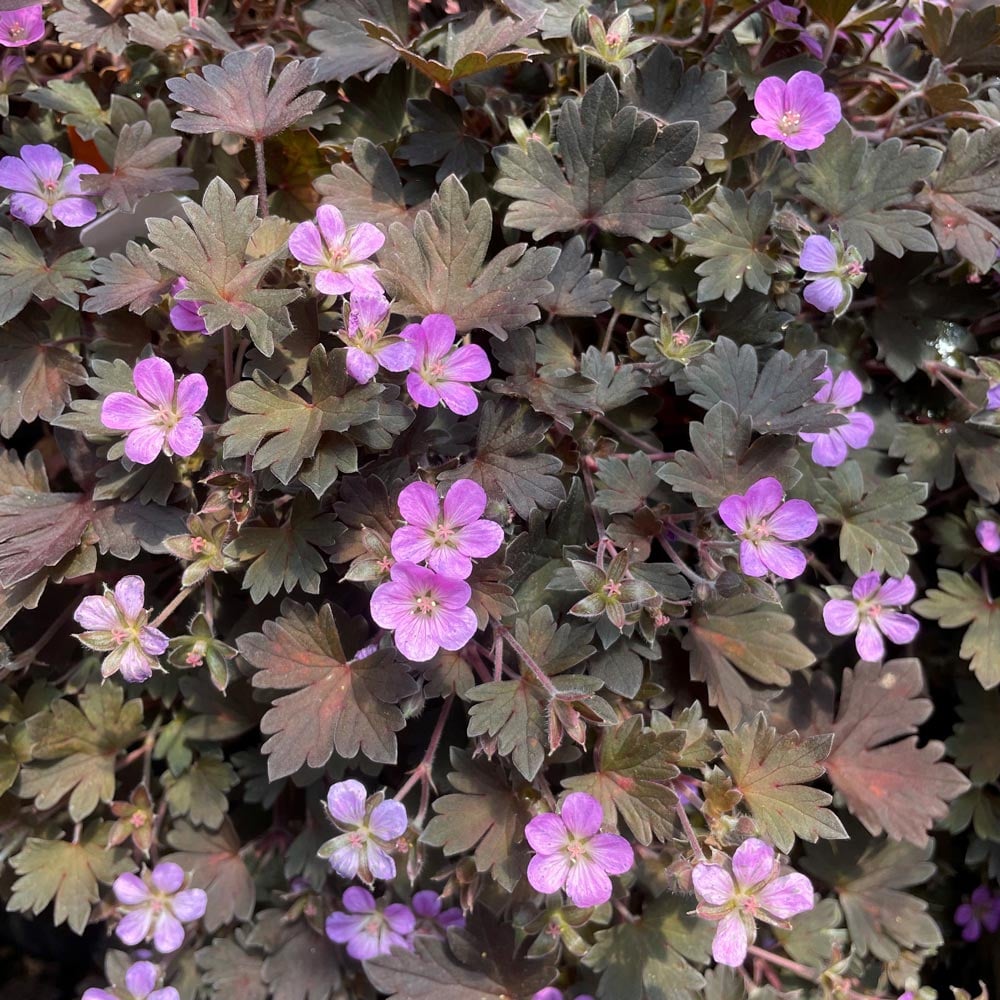 Geranium biuncinatum 'Bob's Blunder'