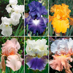  Reblooming Tall Bearded Iris Collection