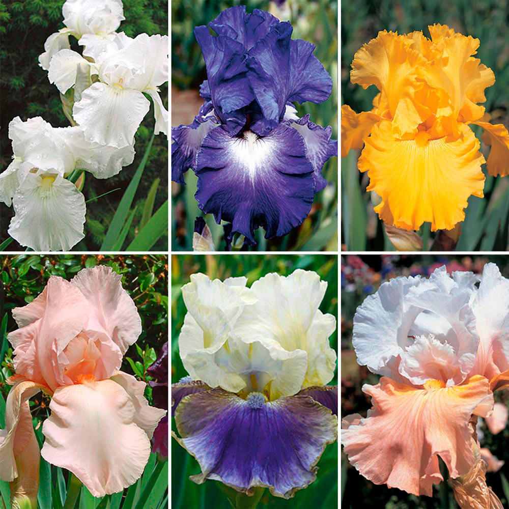 Reblooming Tall Bearded Iris Collection