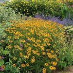 Perennial Rudbeckia