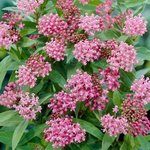North American Native Plants
