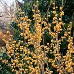 Plants To Feed the Birds