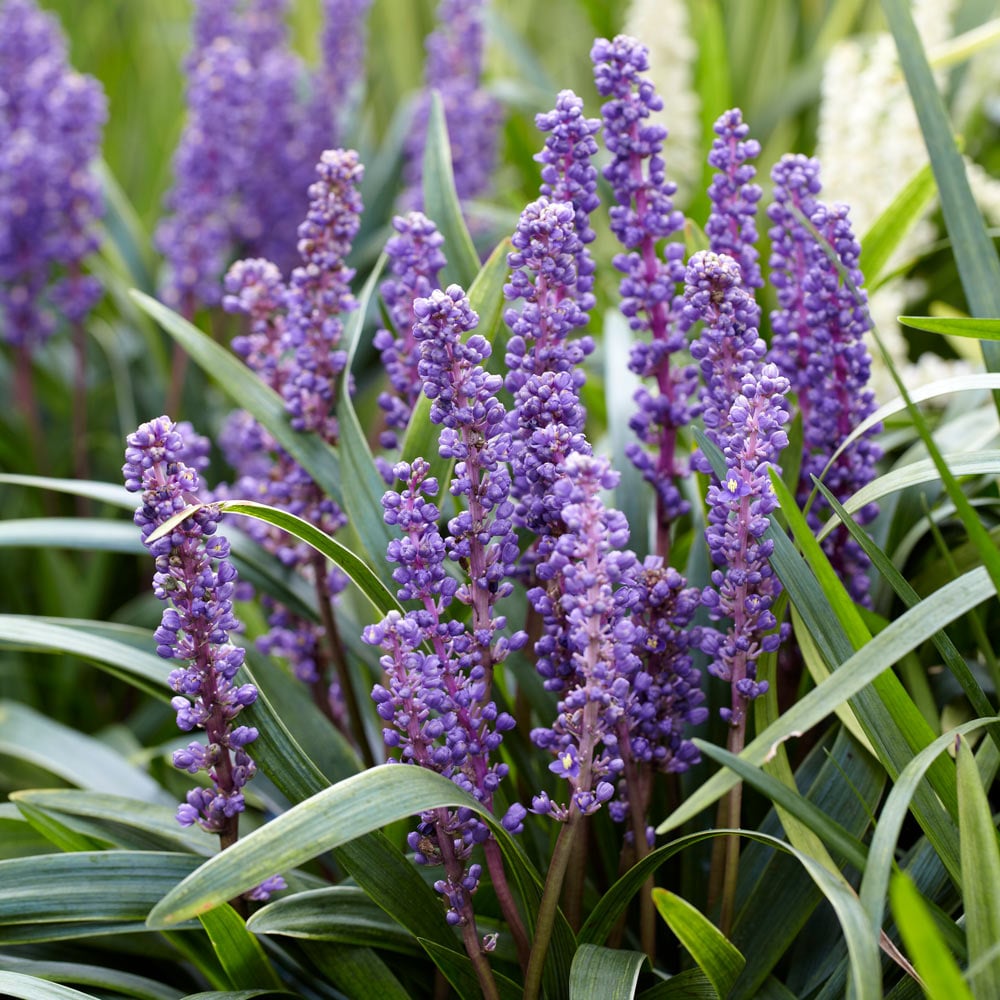 Liriope muscari 'Big Blue'