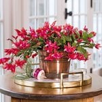  Red Holiday Cactus