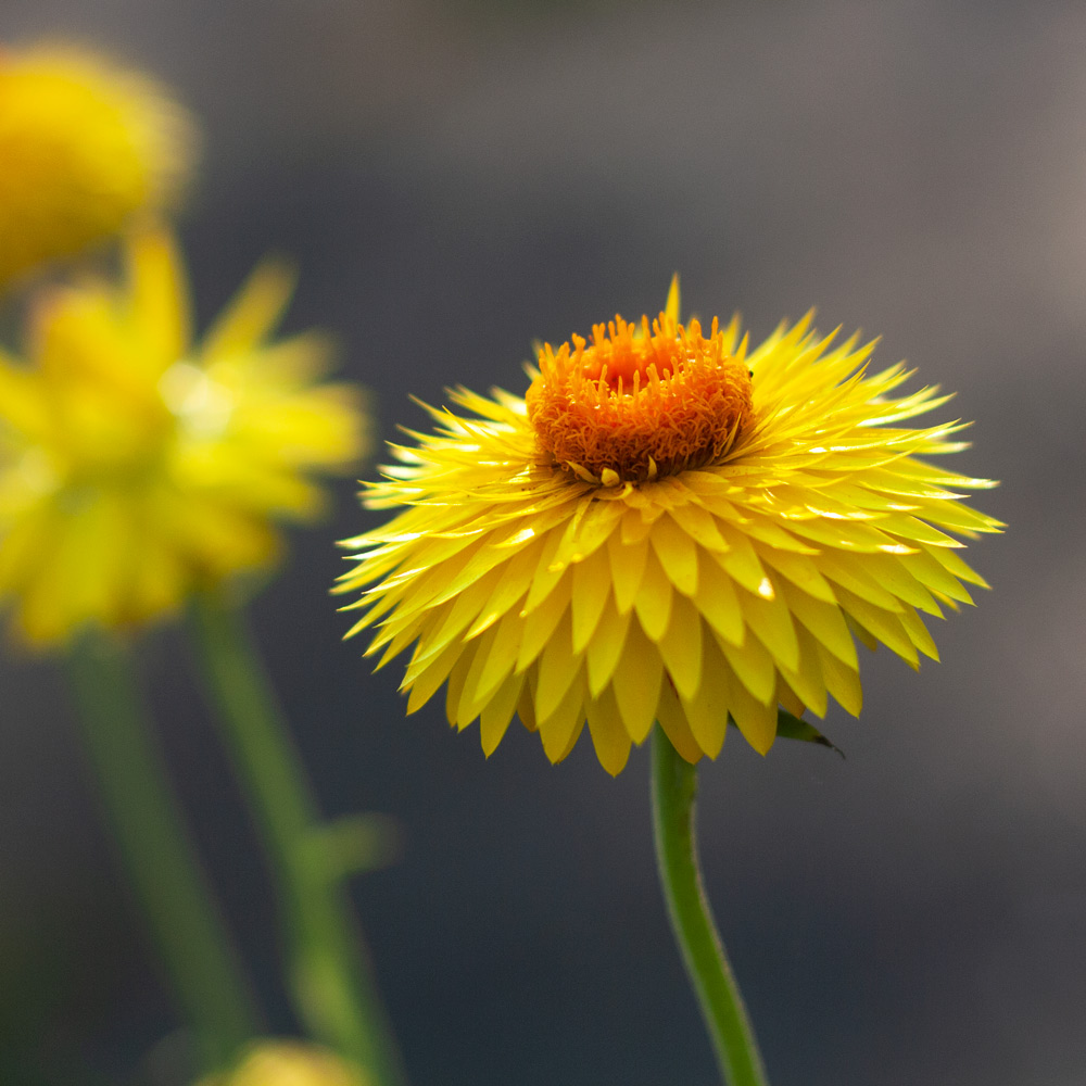Bracteantha Granvia® Gold | White Flower Farm