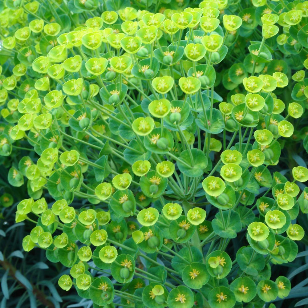 Euphorbia amygdaloides subsp. robbiae