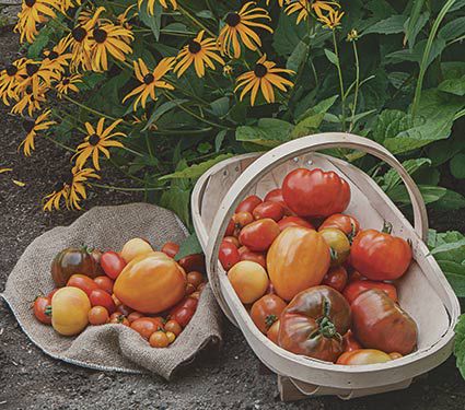 American Heirloom Tomato Collection 6 plants