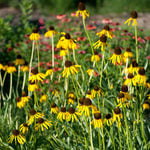  Echinacea paradoxa