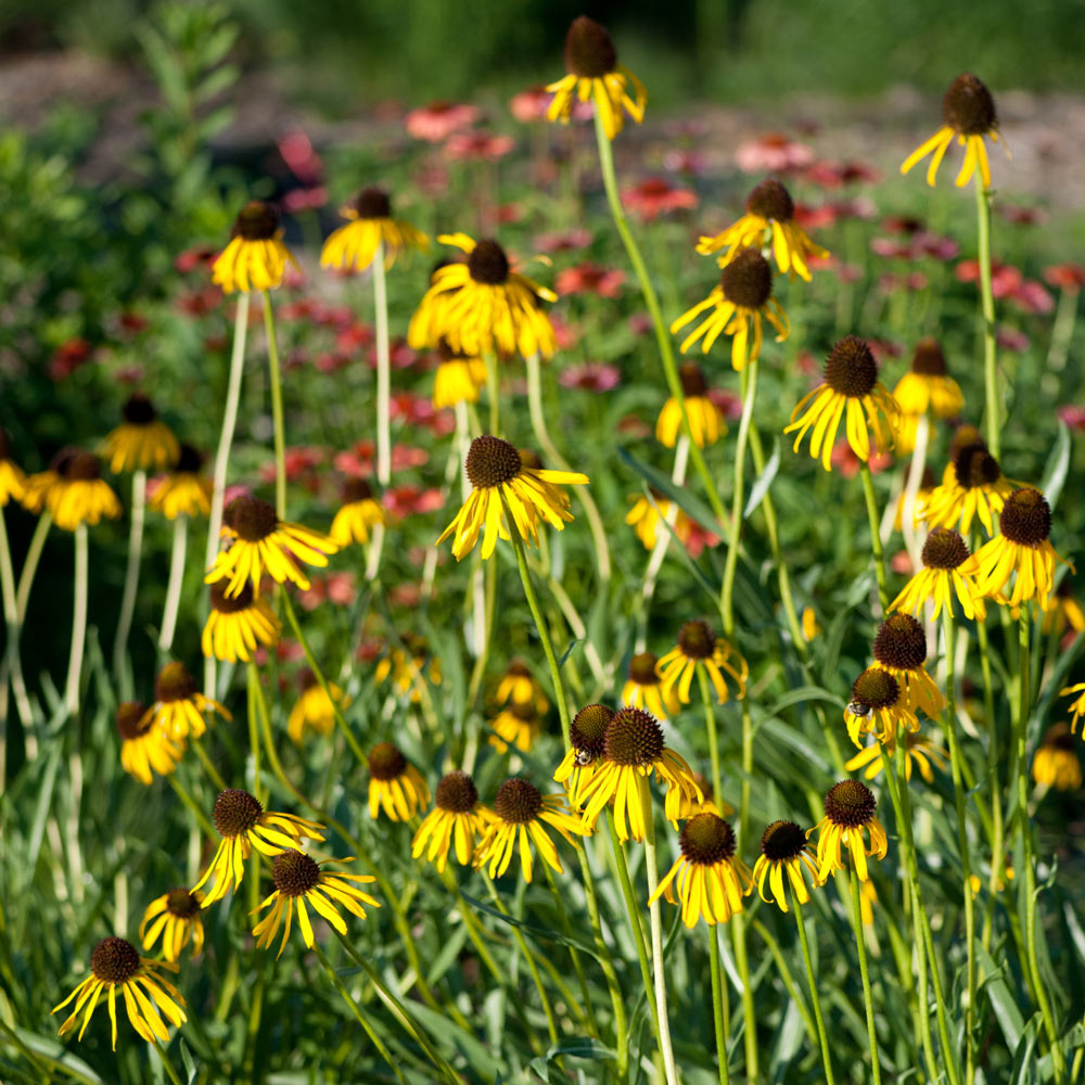 Echinacea paradoxa